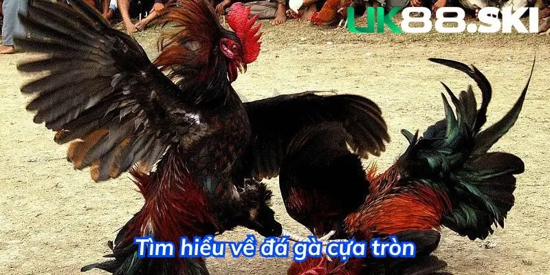 Không thể phủ nhận sức hút của hình thức đá cựa tròn