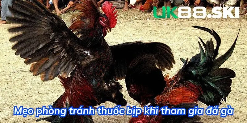 Mẹo phòng tránh thuốc bịp khi tham gia đá gà