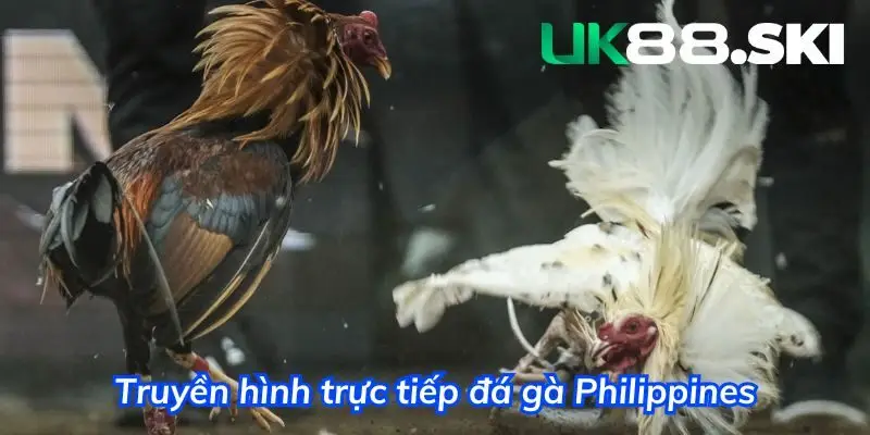 Truyền hình trực tiếp các trận đá gà chọi Philippines